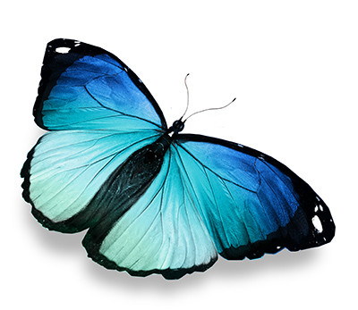 Hanwell Zoo Butterfly