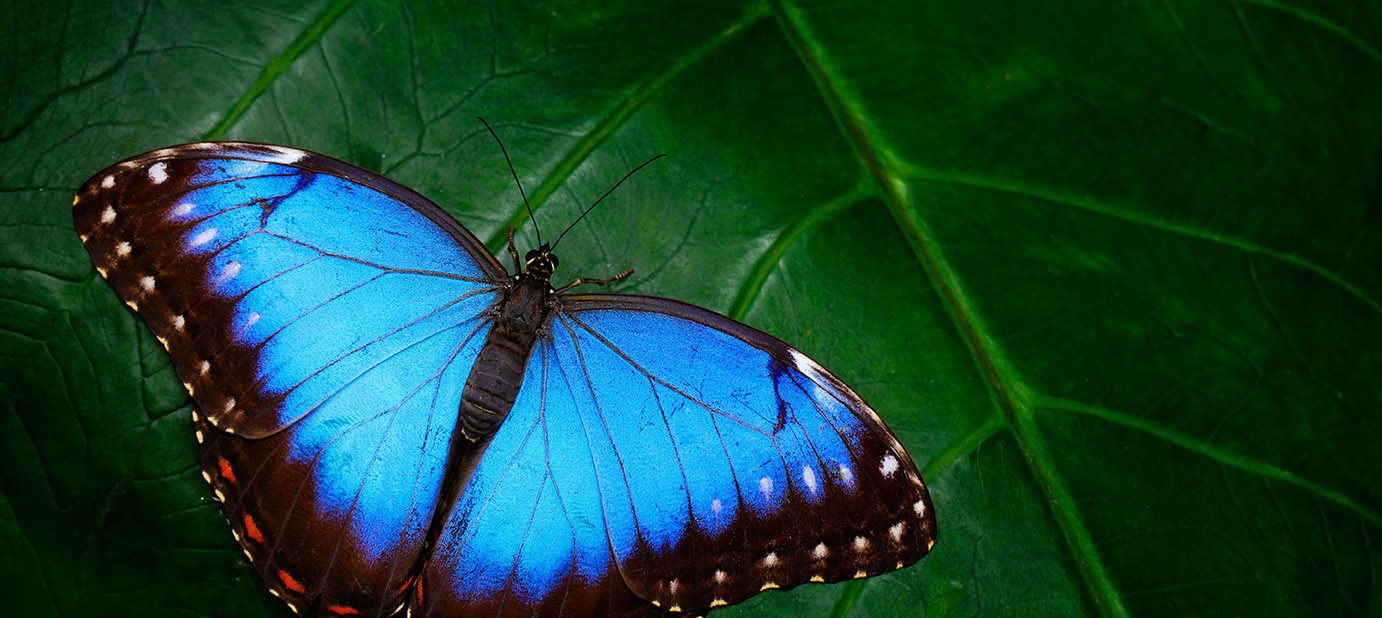 butterfly2 - Hanwell Zoo