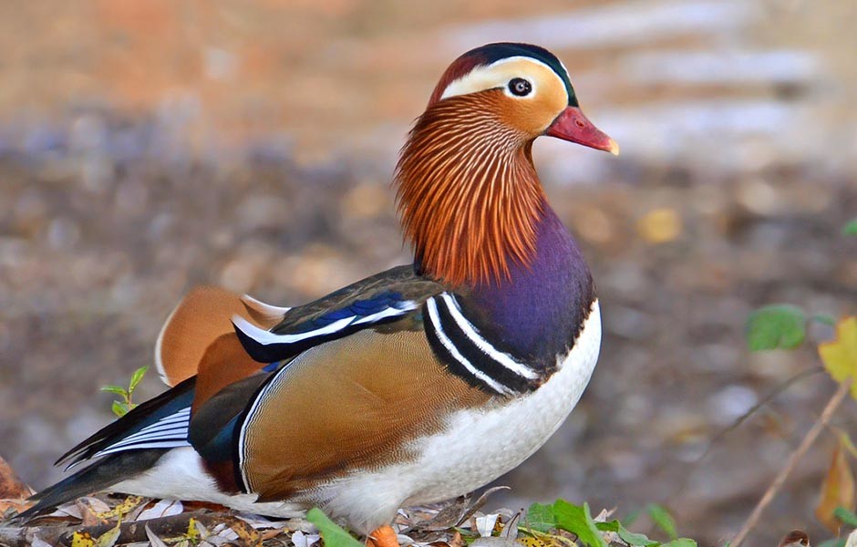 Mandarin Duck Hanwell Zoo